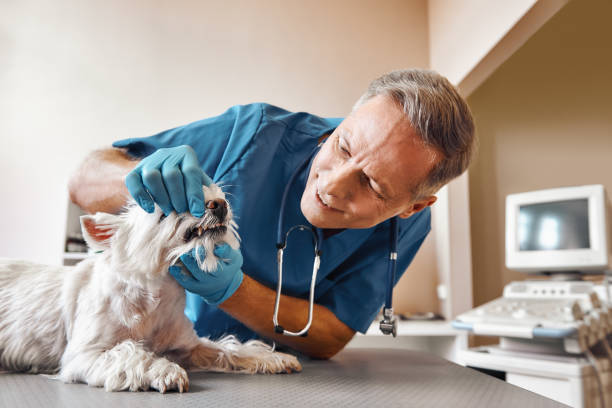 Best Emergency Denture Repair in Vassar, MI